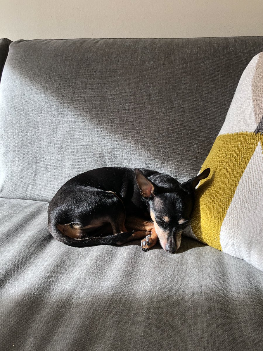 First nap of 2019 😴 &amp; the ☀️ decided to come out after a rainy day yesterday...good start to the new year! 💛
#january1st #naptime #sunbathing #1stpostof2019 #silliouslysparta #minpin #doggo #dogs #cutedogs #blackandtan #ilovemydog #furbaby #vegandog #dogsofnyc #adoptdontshop