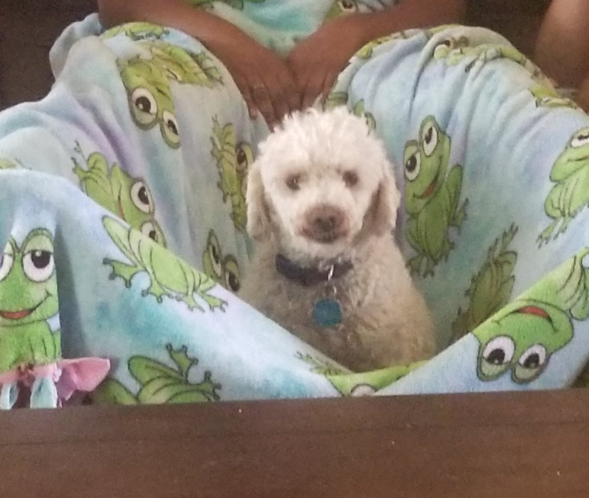 My dog made a hammock out of a blanket and my girlfriend's legs.