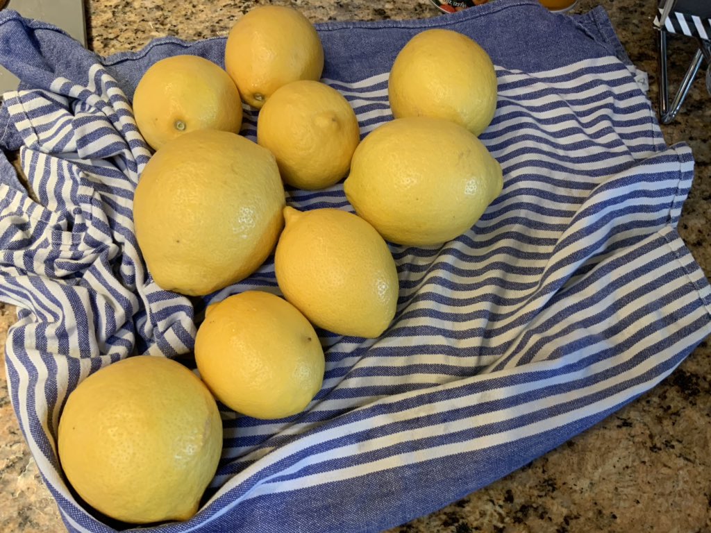 jdprtake's tweet photo. So, bumper crop of Meyer lemons led to the following over the last few days: lemon gin, lemon vodka -> limoncello for next Christmas, preserved salted lemons for recipe flavoring, and now today these beauties met their fate #azcitrus https://t.co/KY2audab1a