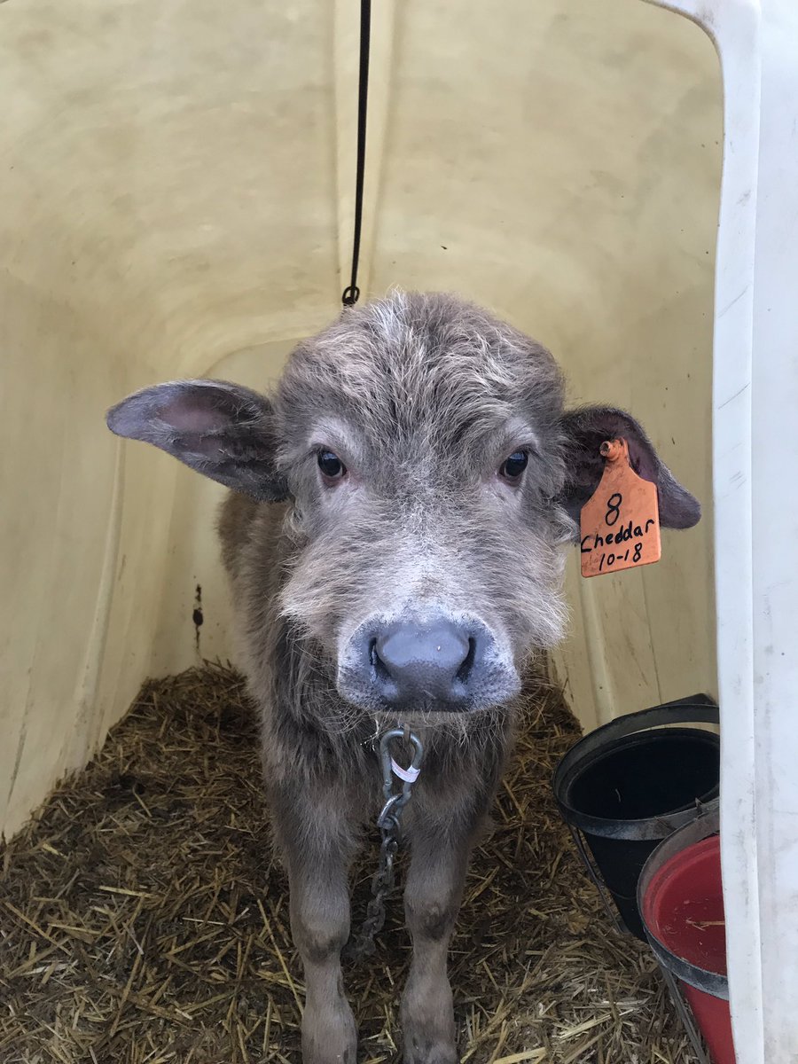 5pointsranch's tweet image. No shave November worked for cheddar the water buffalo