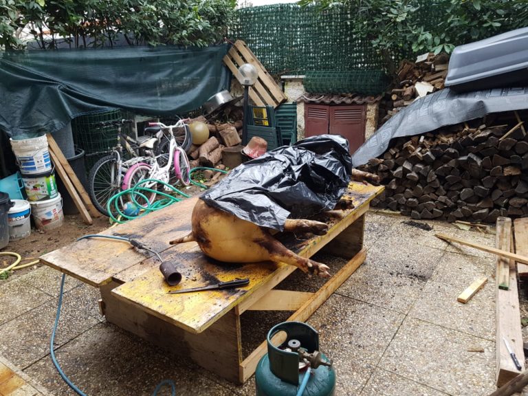 tempoweb's tweet image. Macellano un maiale in casa, le urla strazianti allarmano i vicini bit.ly/2BU1OUl #Lavinio