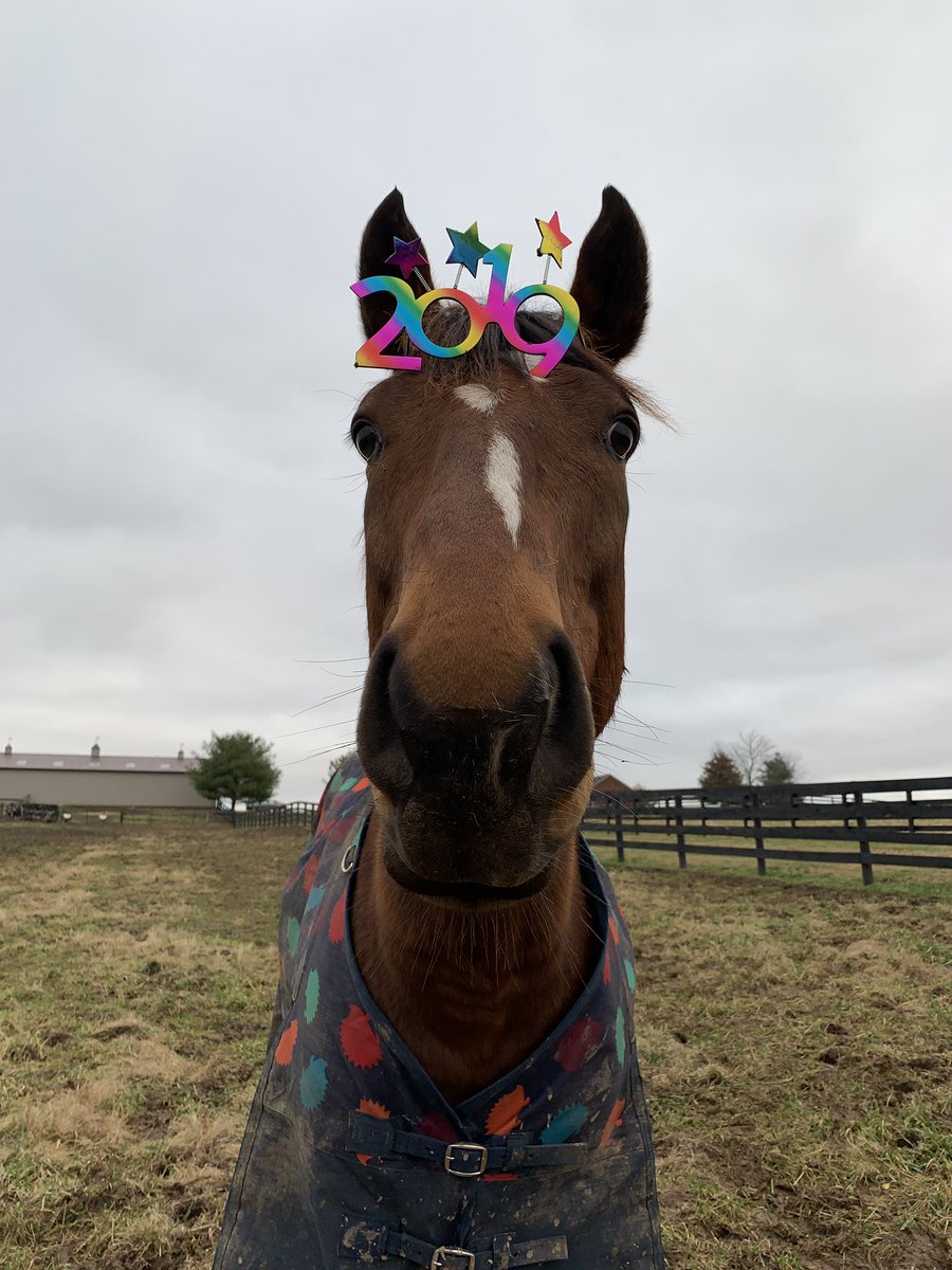 torijada6's tweet image. Here’s to 2019... the year we continue to prove everyone wrong #heisthebest #eventingking #smarttransition #ottb 🥳🎉🍾🐎