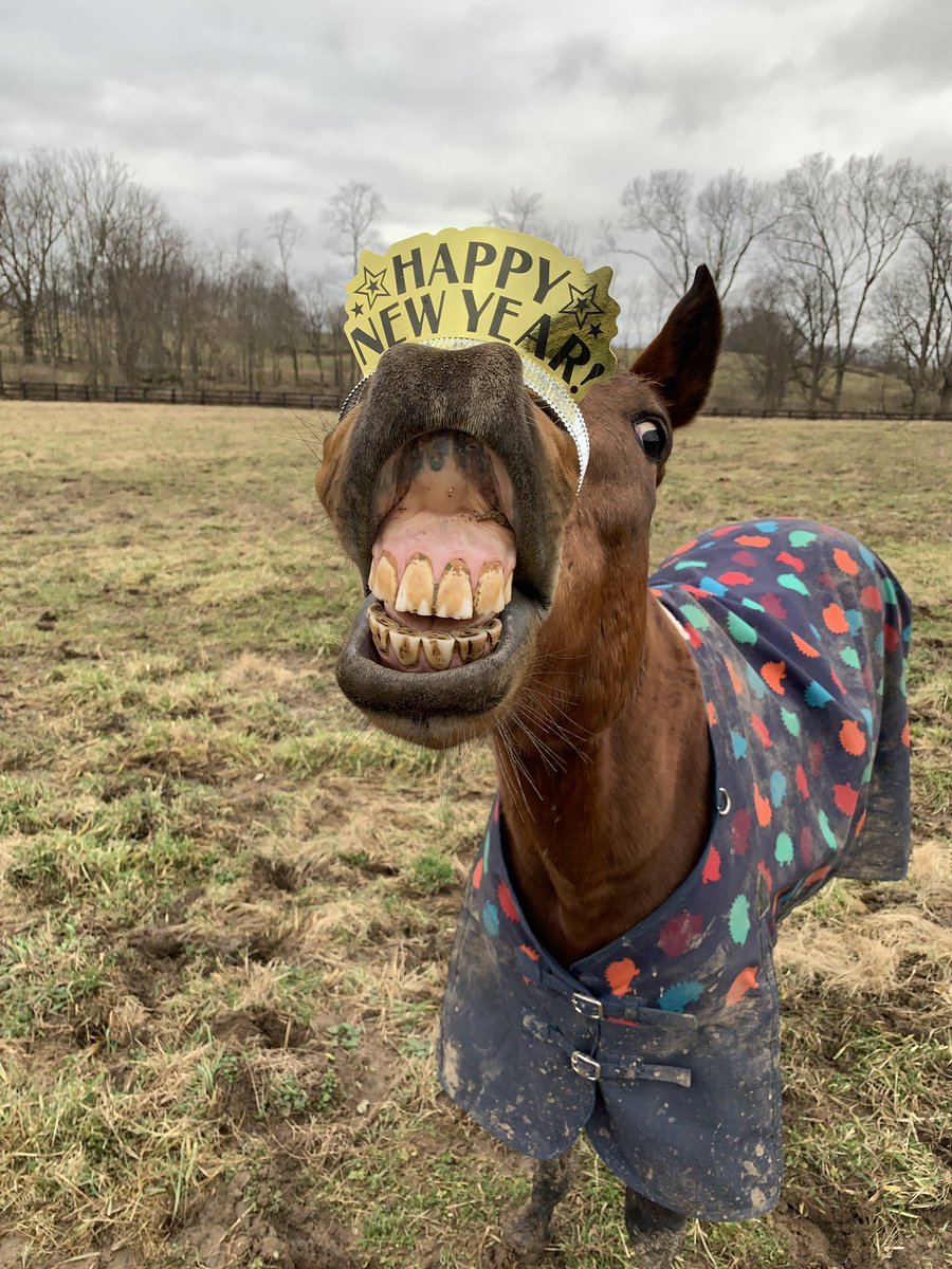 torijada6's tweet image. Here’s to 2019... the year we continue to prove everyone wrong #heisthebest #eventingking #smarttransition #ottb 🥳🎉🍾🐎