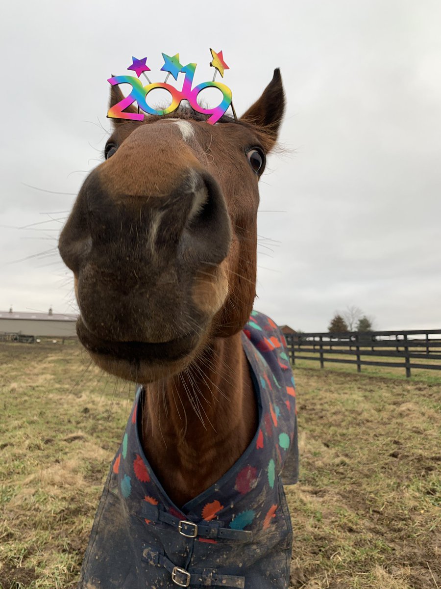 torijada6's tweet image. Here’s to 2019... the year we continue to prove everyone wrong #heisthebest #eventingking #smarttransition #ottb 🥳🎉🍾🐎