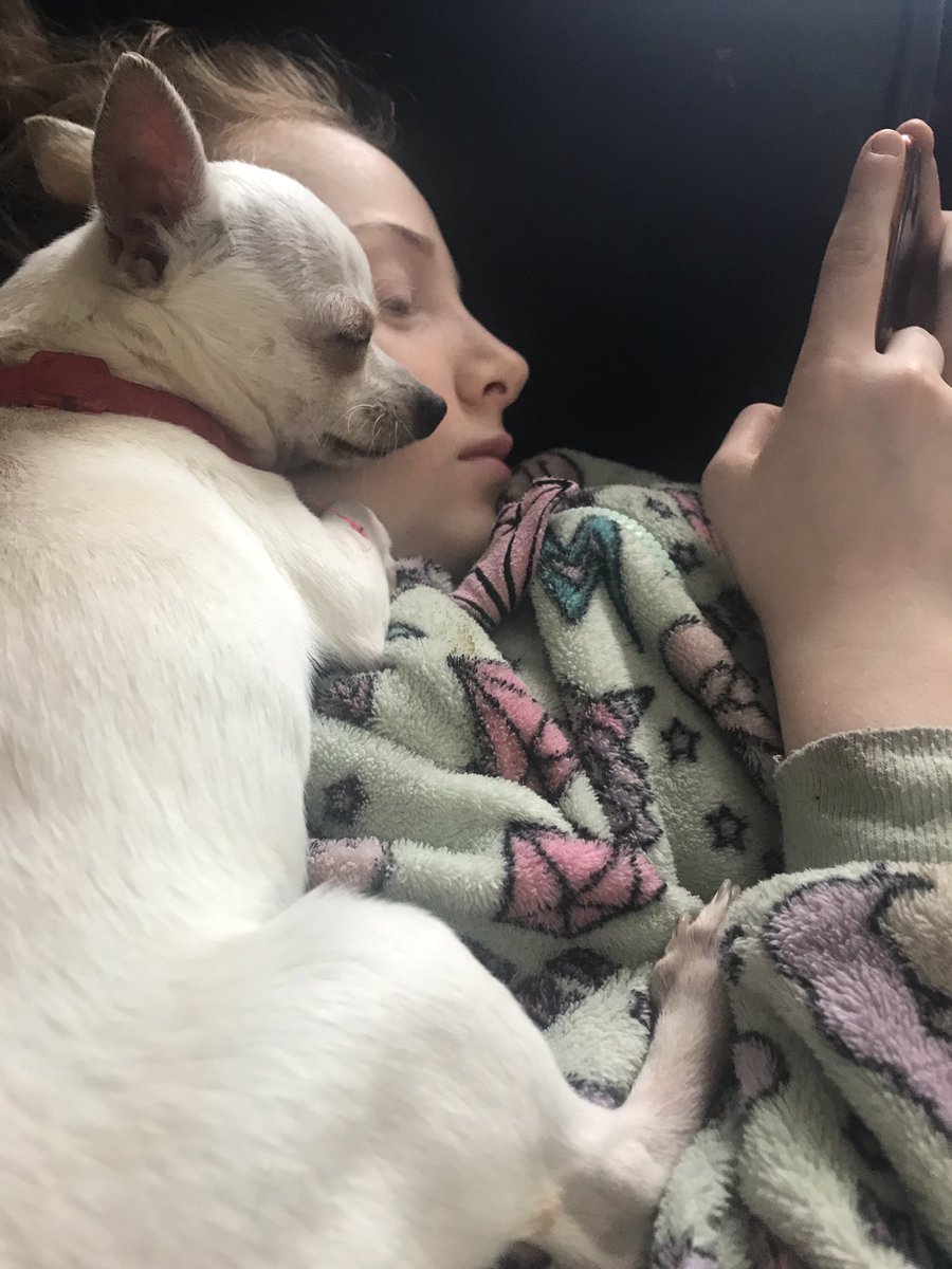 CarthyModel's tweet image. When shamus the chihuahua pup sleeps on ur head 🐾#sleepy pup x