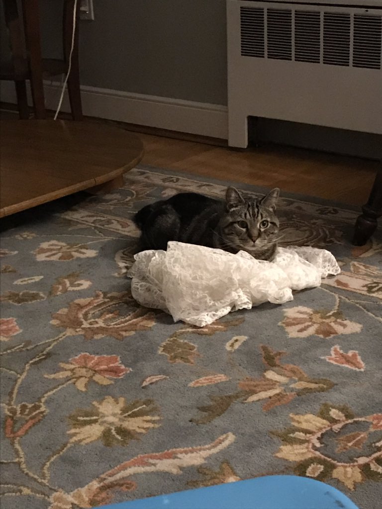 DrMurphyBCat's tweet photo. Demon defeated! #Cat #victory #LaceSlayer https://t.co/uKdfdfXijO