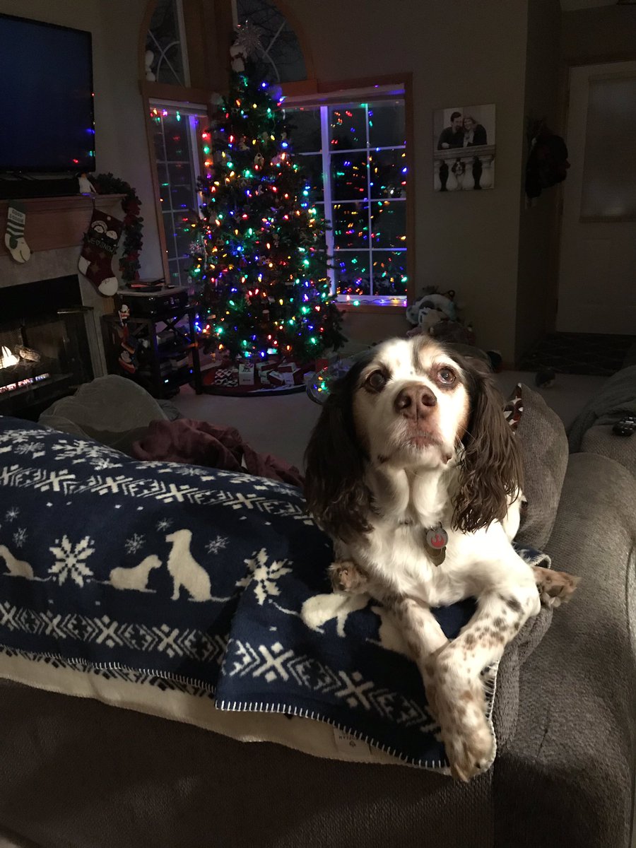izzyardo's tweet photo. #teamdog #teamspringer #teamsporting https://t.co/RMI0TU2UwZ