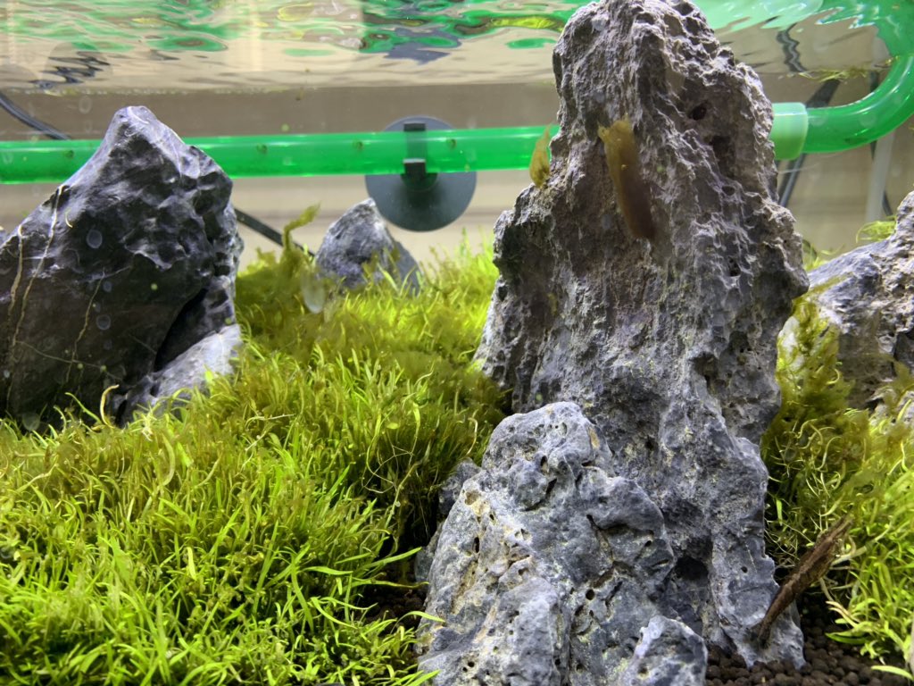 苔対策 苔対策