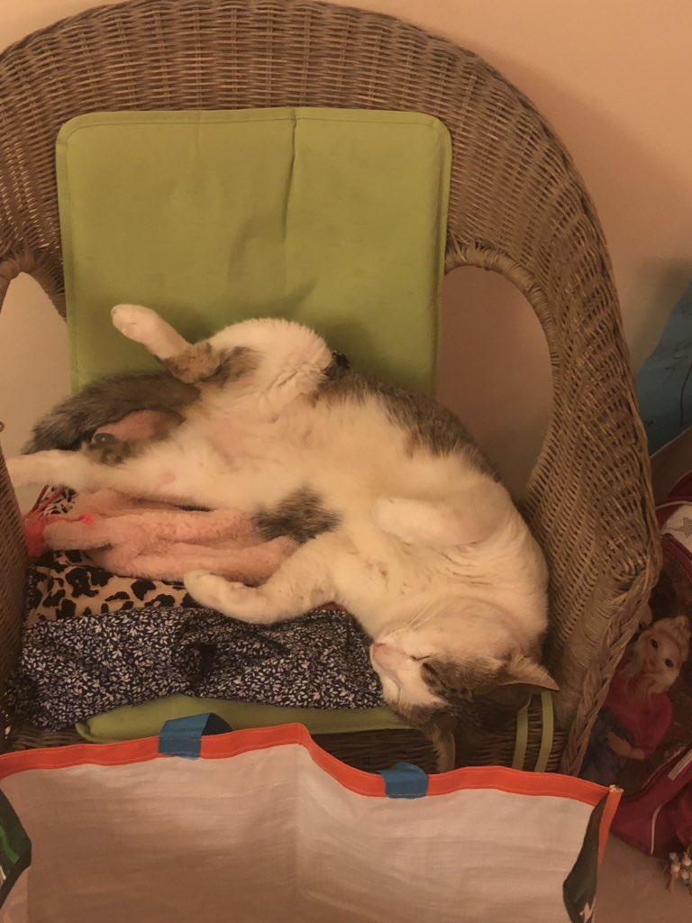 Ik heb dus geen idee hoe dit beestje het voor elkaar heeft gekregen. Het is niet mijn poes, komt binnen en gaat ff lekker chillen.