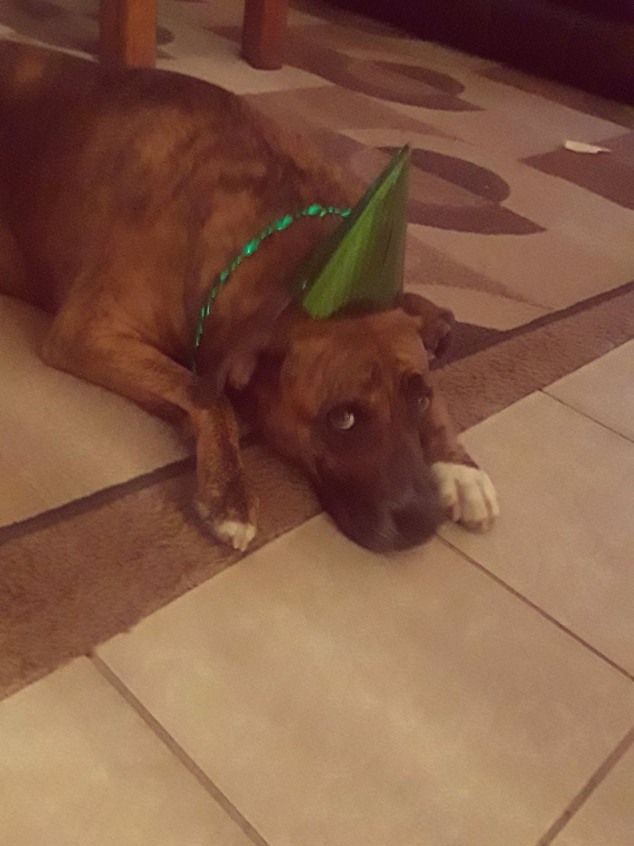 MrBlue505's tweet photo. Happy New Year! #dogsoftwitter  #dogs https://t.co/0zMbR7fZko