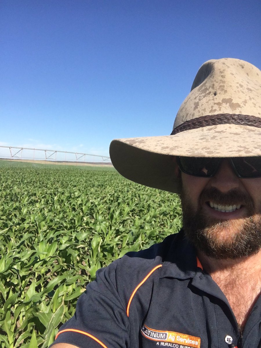 Howelly_Agro's tweet photo. Back into it, walking pivots, checking maize, regretting drinking for 8 days straight. #cornporn #pac606it #fatarseheavylegs https://t.co/qV8XOB5Tkq