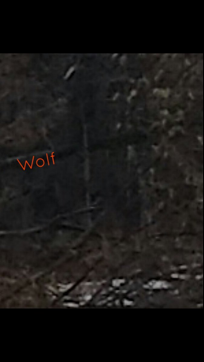 budleewiser's tweet photo. My top Ghost pictures so far https://t.co/qBP2A2OpWP