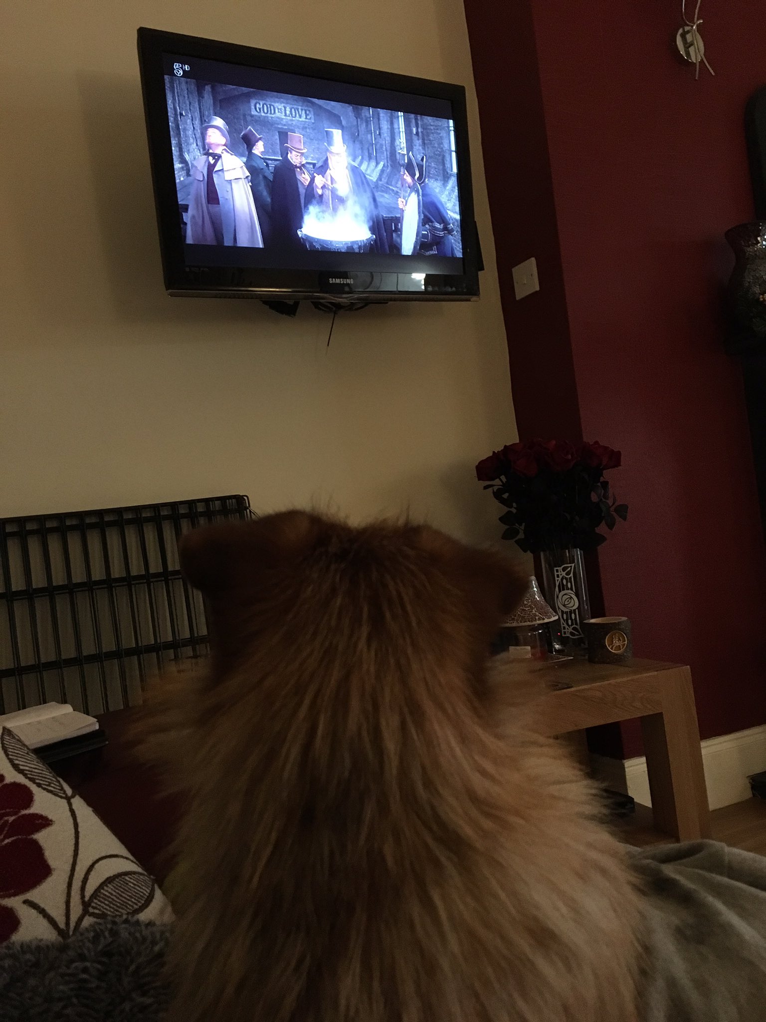 Coco The Norfolk Terrier (CocoNorfolk) / Twitter