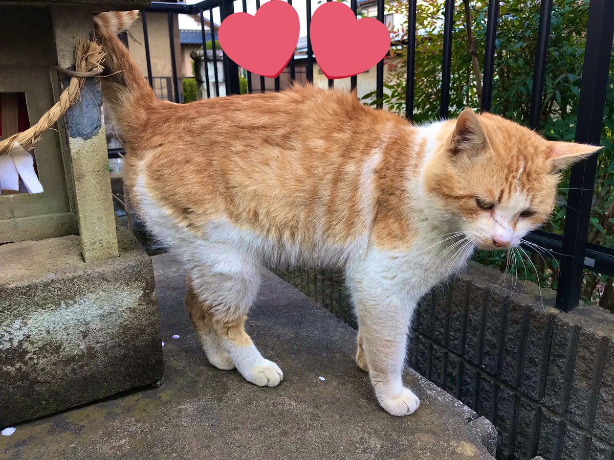 おはようございます。
初夢！初夢！初夢見たー！けど忘れたよー！！！！*\(^o^)/*

目覚める→あぁお腹すいた→起き上がる→あれ？初夢。。。何だっけ？
ま、きっといい夢だったに違いない♫

昨夜は数ヶ月ぶりにトーチャン猫が来てくれたのでテォに帰っておいでと伝えてとお願いしました(*´꒳`*)