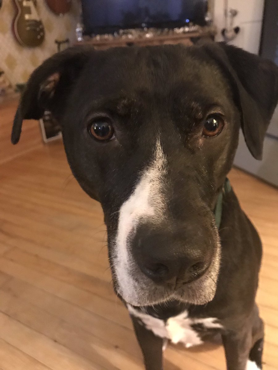 rrsimm's tweet photo. This is Linus.  #teamdog https://t.co/BudiPbjOnT