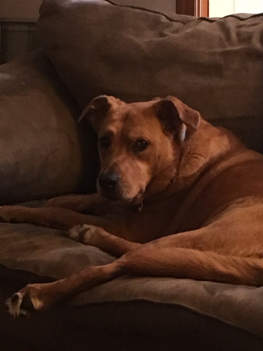 harveythepig's tweet photo. Annabelle is #teammutt #teamdog https://t.co/mPO0liH4Cx