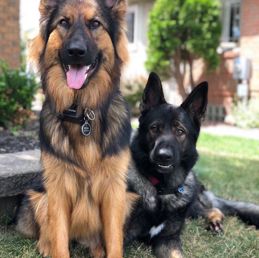 MarissaParisek's tweet photo. #TeamDog #TeamGermanShepherd https://t.co/IYJGRpxsvC