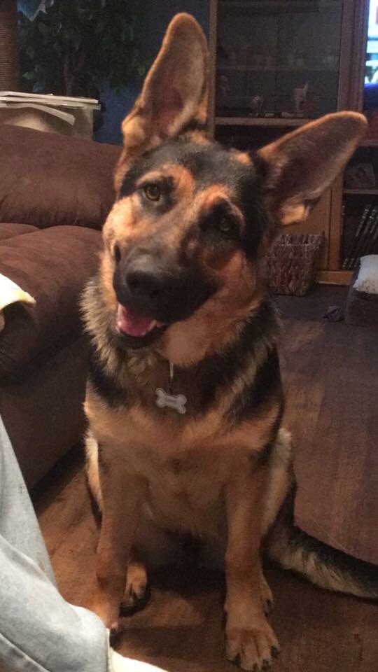 Baileymd7's tweet photo. Watching the #Akcdogshow waiting to watch the herding group with my favorite herder Ricca! ๐ถ #TeamDog #TeamGermanShepherd https://t.co/WcaJCUfAoT