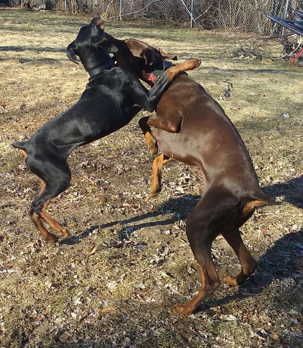 CanineAndrea's tweet photo. #teamdog #teamworkingdog #teamworkinggroup dad is danko daughter is Kardi https://t.co/aEVl1QjW7H