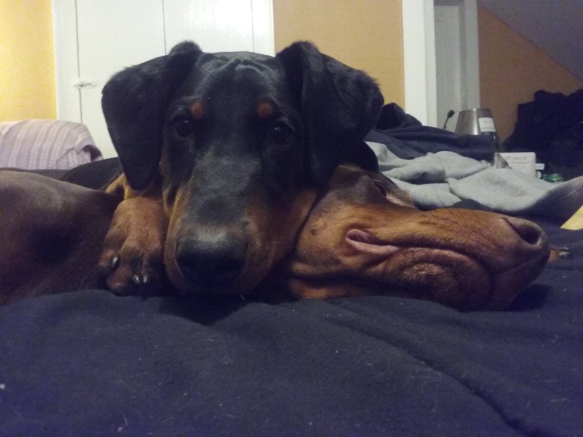 CanineAndrea's tweet photo. #teamdog #teamworkingdog #teamworkinggroup dad is danko daughter is Kardi https://t.co/aEVl1QjW7H