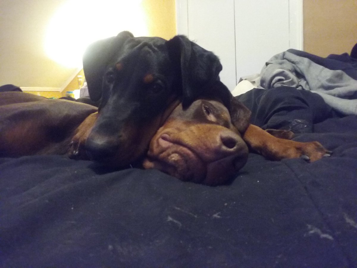 CanineAndrea's tweet photo. #teamdog #teamworkingdog #teamworkinggroup dad is danko daughter is Kardi https://t.co/aEVl1QjW7H