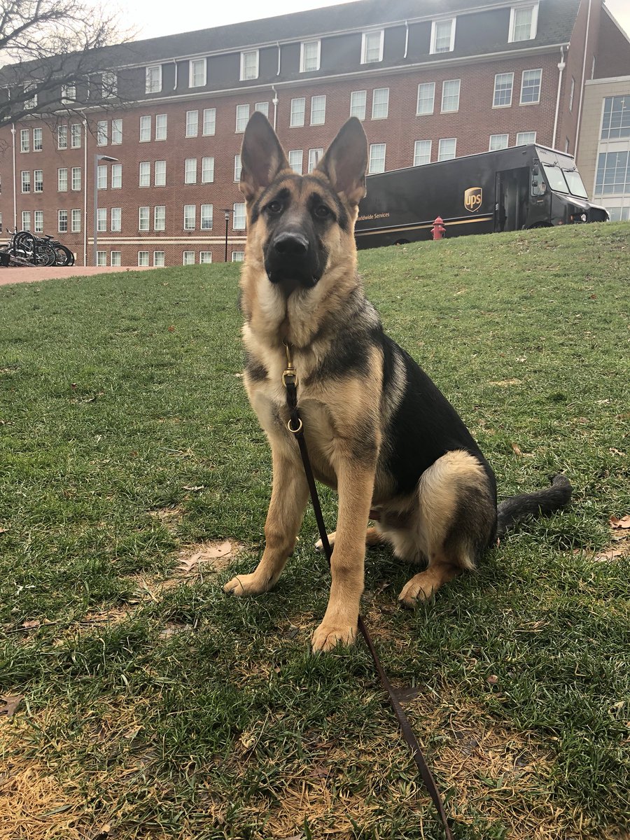 Lorikuncool's tweet photo. This is Bobby! #teamdog #teamgermanshepherd https://t.co/BS7F6YGT2U