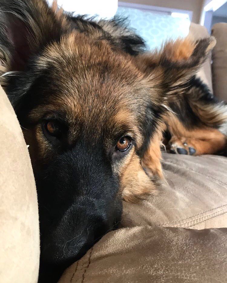 katelynnealexaa's tweet photo. โJust watching the dog show with my humansโ #TeamDog #TeamGermanShepherd https://t.co/3EErQeGUyu