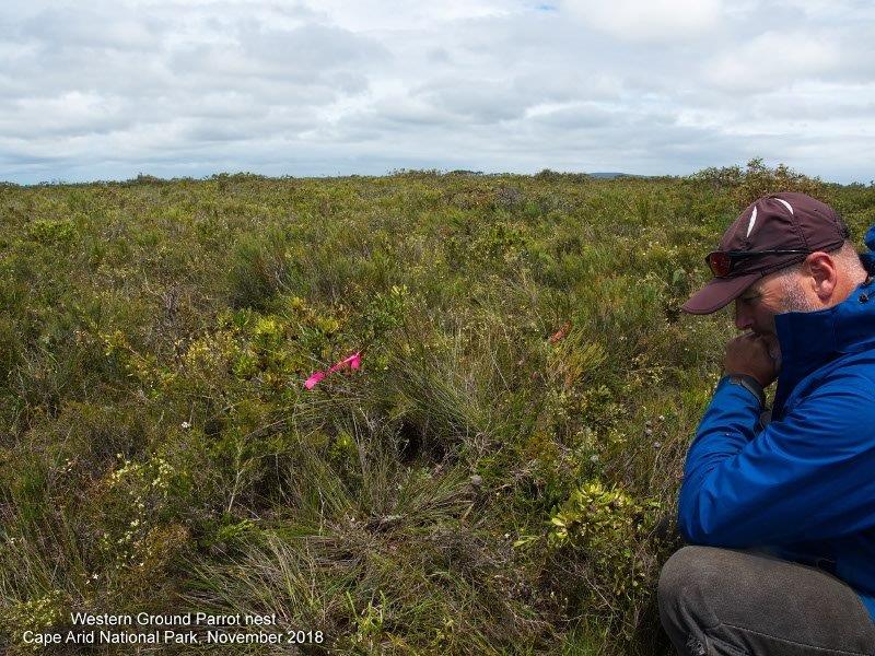 FriendsWGP's tweet photo. First #westerngroundparrot nest found in the wild since 1913. Sadly no sign of successful breeding. Only a pile of feathers was found near the nest. https://t.co/E0of8AScjX