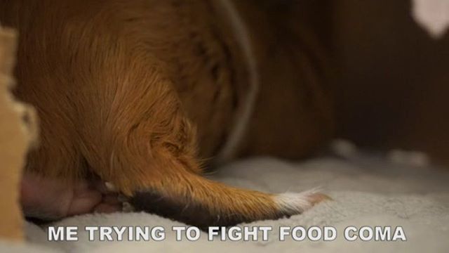 GuineaDad's tweet photo. Peanut vs. Food coma #ithinkweknow #whowon #foodcoma
_________________
GuineaDad, helping piggies live their lives to the fullest
_________________
#guineadad #guineapig #guineapigs #cute #soft #furry #pet #pets #animallovers #fleeceliner #pocket #waterp… https://t.co/TFXmedUNOY https://t.co/rcJZbYotiH