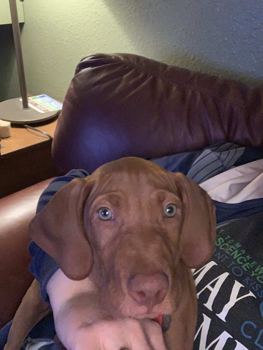 LauraRedenbaugh's tweet photo. Andras -11 weeks old today #TeamDog #TeamSporting #TeamVizsla https://t.co/NZN2YAHa7c
