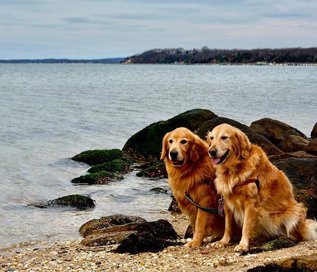 HamptnRetrievrs's tweet photo. All is quiet on New Years Day...
๐พ
#findyouradventure #start2019right #getoutside #goforawalk #beachbum #beachdog #rescuedog #goldenretriever #petphotography #longbeach #fostermemorialbeach #northhaven #hamptons #dogsofthehamptons #hamptonsdog #rescuโฆ https://t.co/PV8GOA6fi1 https://t.co/Mxi5G11x0z