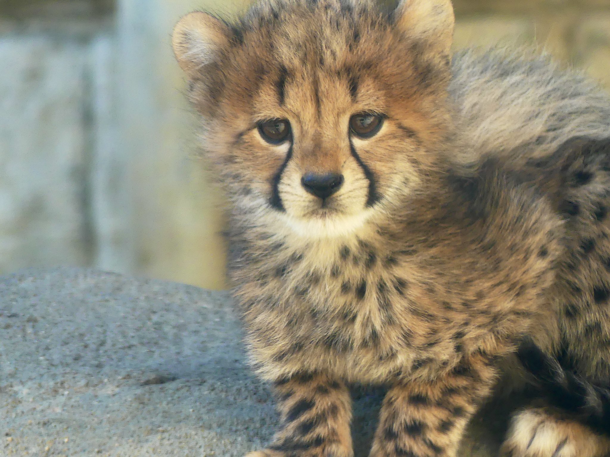 ふみひこ على تويتر チーターの赤ちゃん かわいいの一言 多摩動物公園 チーター