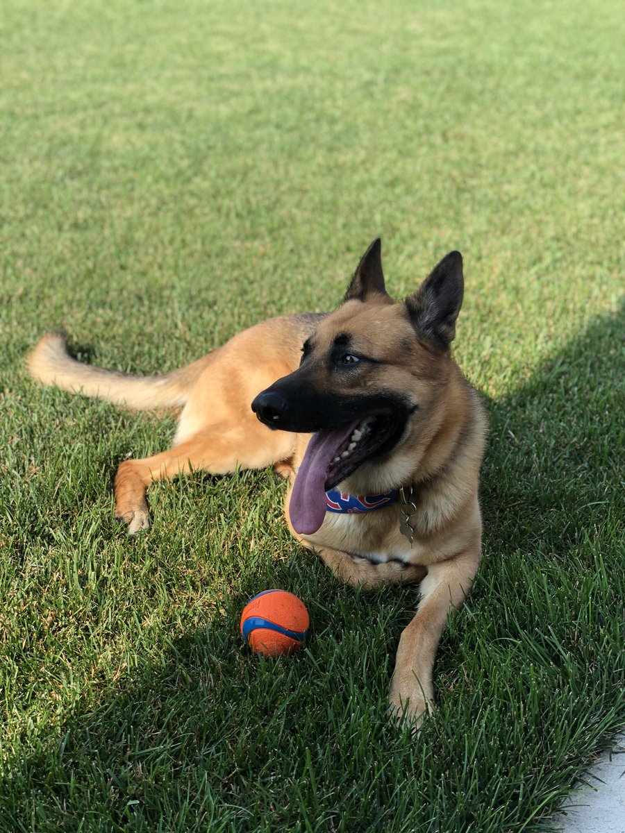 BanningJenny's tweet photo. #TeamDog #teamgermanshepherd @akc https://t.co/XMcRvkyeew