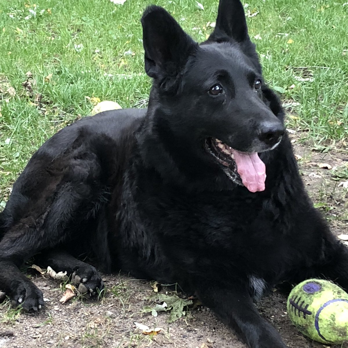 MexiVrod's tweet photo. My 11 year old German Shepherd named Houston. #TeamDog #TeamGermanShepherd #akcnationalchampionship #Akcdogshow https://t.co/Zl87cE0vc2