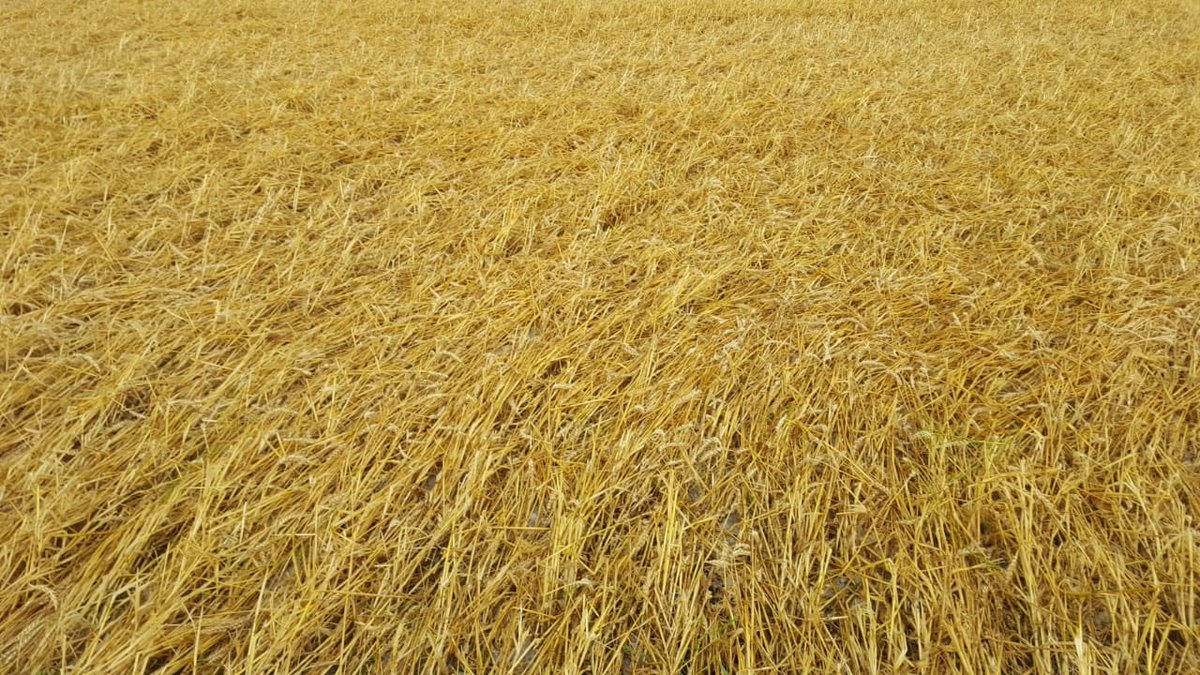 El trigo que sostenía esta boina fue arrasado hace unas horas por una cortina de granizo. No quedó nada. Cosecha inconclusa y enorme tristeza.  A juntar fuerzas y seguir para adelante. 
Esto también es el campo.