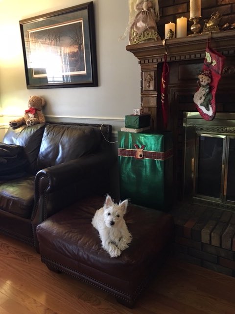 #Akcdogshow #teamwestie