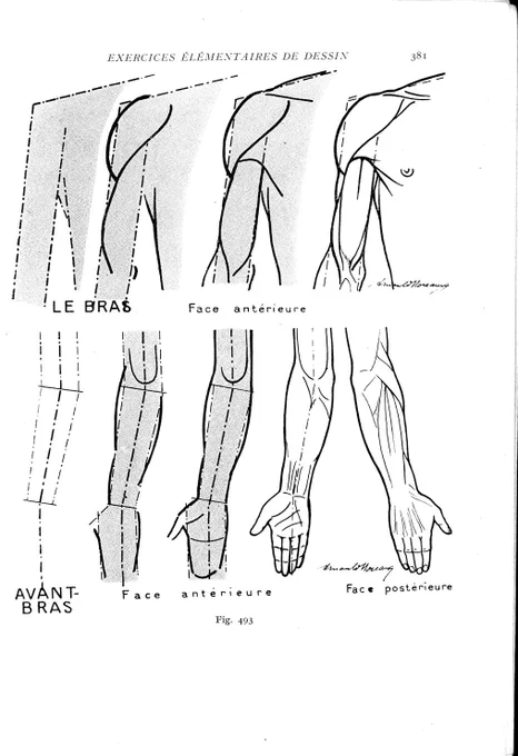 平面的な作図方法。こうした方法は、作者によって様々で、人体の独自解釈も見られて興味深い。添付はメディカルイラストレーターもやっていたアーノルド・モローの美術解剖学書より。 