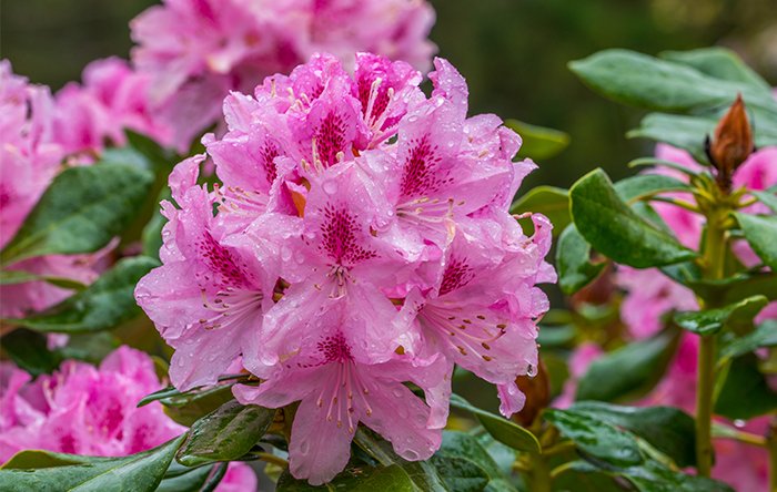 Inferco's tweet image. ¡Feliz 2019! Empezamos nuevo año con más energía!
Eso sí, por Valencia, el frío ha llegado con el nuevo año! Pero no tiene porque ser del todo malo, seguro que nuestras plantas acidófilas nos lo agradecen. 🌷¿Quieres saber por qué? 
inferco.com/en-casa/tierra…