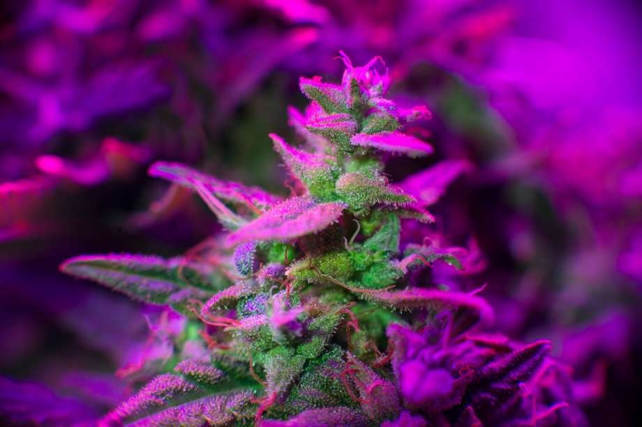 Mr_Hemp1's tweet photo. 11 #Cannabis Predictions for 2019
https://t.co/1J1W9U21rU https://t.co/yZAj7FwAh5