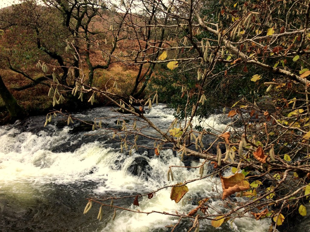 Wonderful Wednesday 2 January 2019 roastchickenandacountrywalk.com/2019/01/02/won…