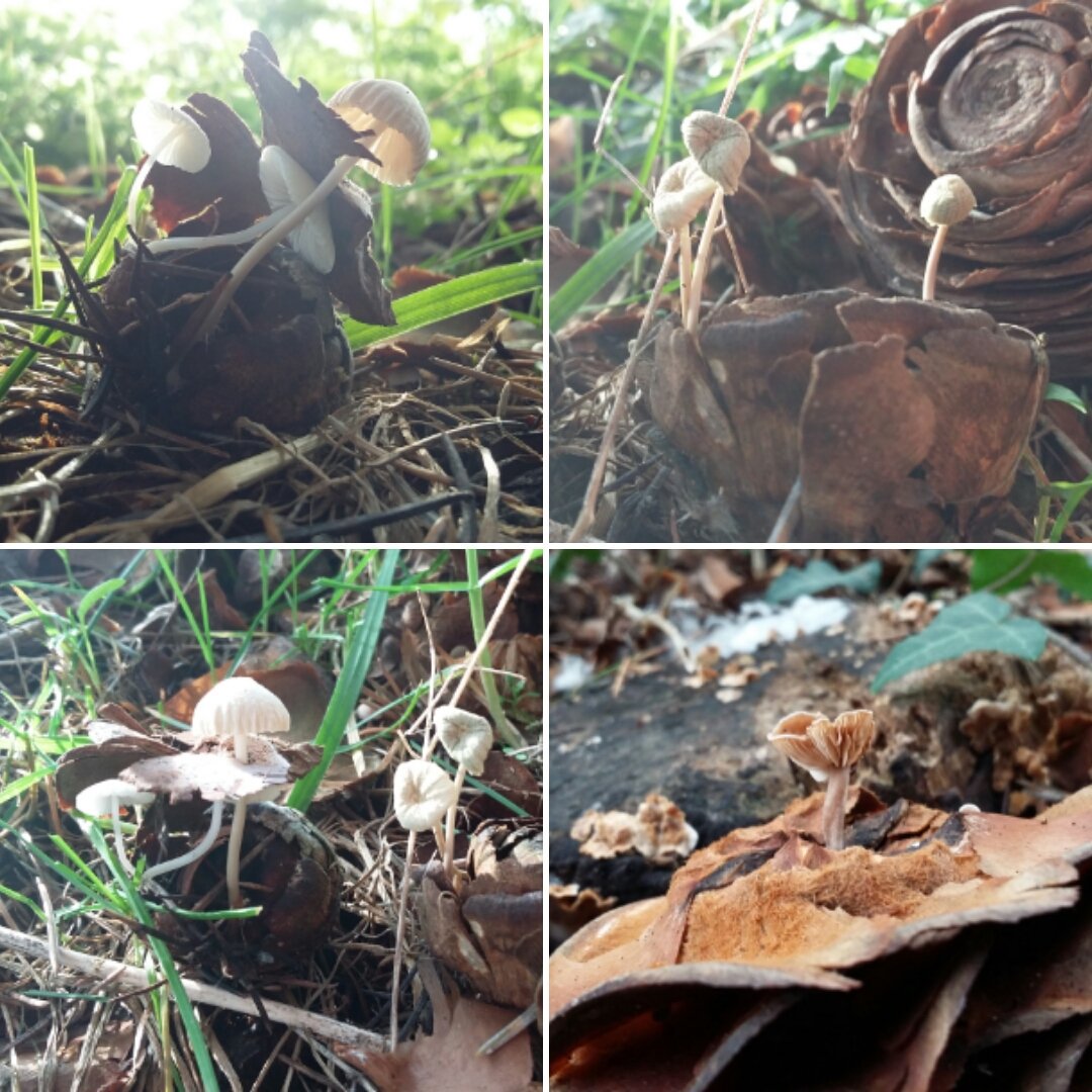 Mushroamer's tweet photo. Cone recycling is already underway beneath Cambridge's cedar trees. @LostFoundFungi @Britnatureguide https://t.co/D5n4oYIaxU