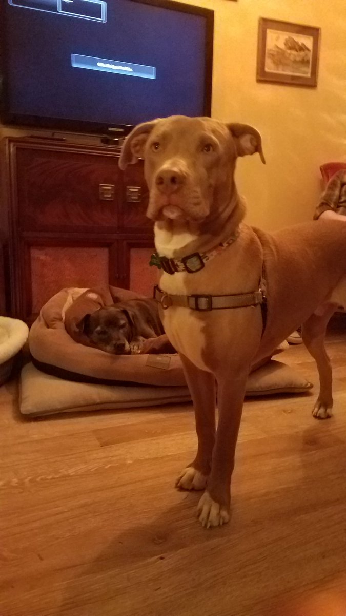 CouncilorH's tweet photo. Today was an exciting day! I saw my brother for the first time since February 2018. This is him. He's great. #dogsoftwitter #brotherlove https://t.co/soHp5Ux7WV