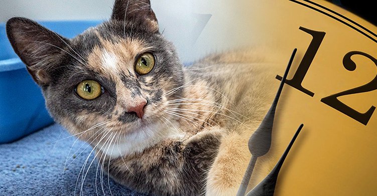 Just a few minutes left to donate this year to help us say YES to more homeless #NYC pets and #communitycats in 2019! bit.ly/GiveMA18T