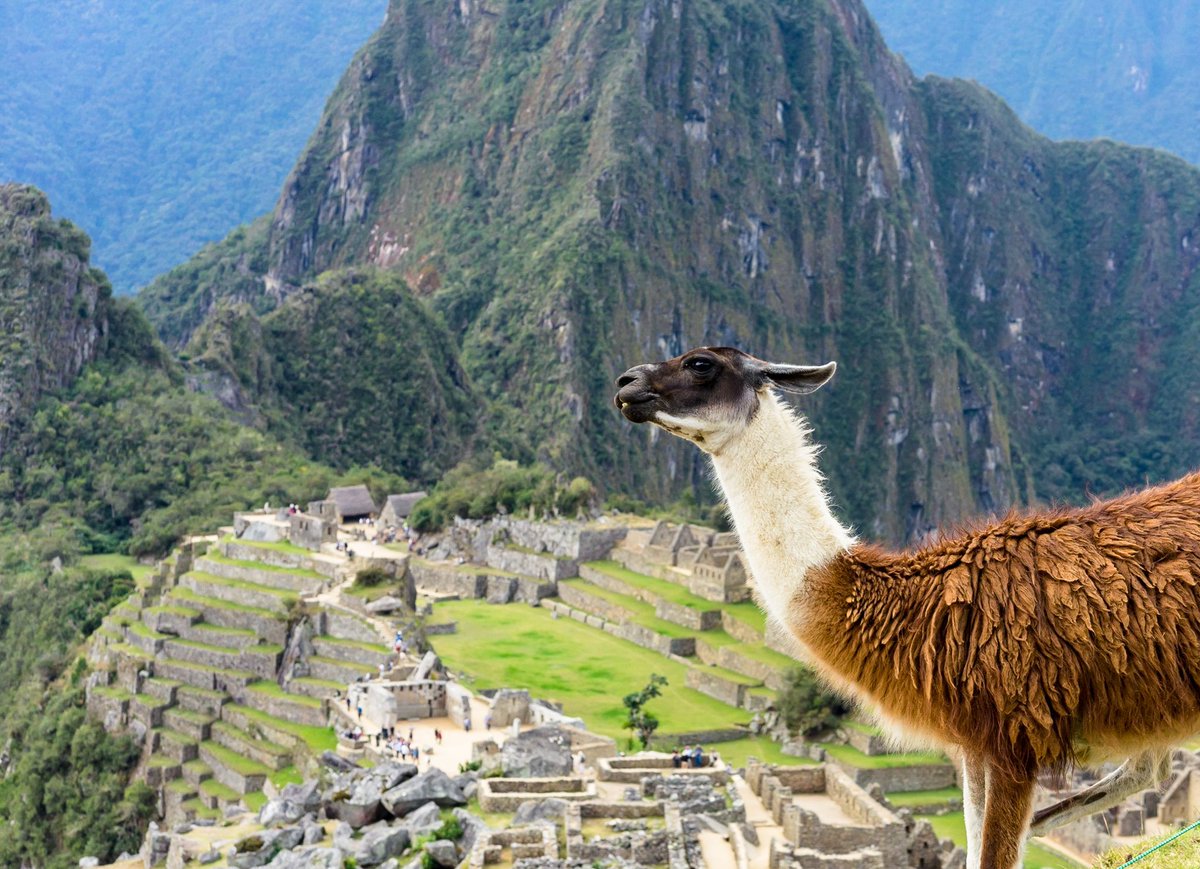 NOMADasaurus's tweet photo. Photo Bomb...... A cute llama hanging out in #MachuPicchu. These guys are everywhere! If you are walking through the ruins, turn a corner and there is llama. #Peru #Cusco #travel #lptravel #travelling #travelphotography Photo: @NOMADasaurus https://t.co/3vsLqjWlCI