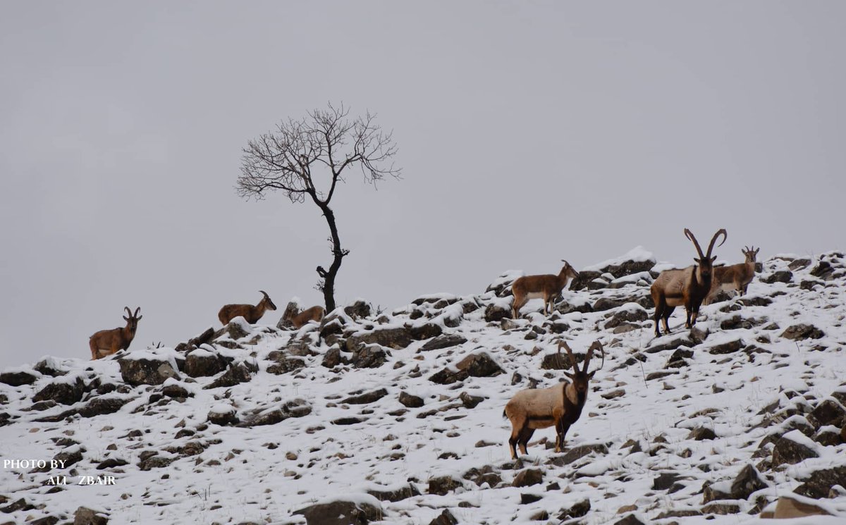 سرووشتی دەڤەری #بارزان 

وێنەکان؛ عەلی زوبێر بۆ #رووداو