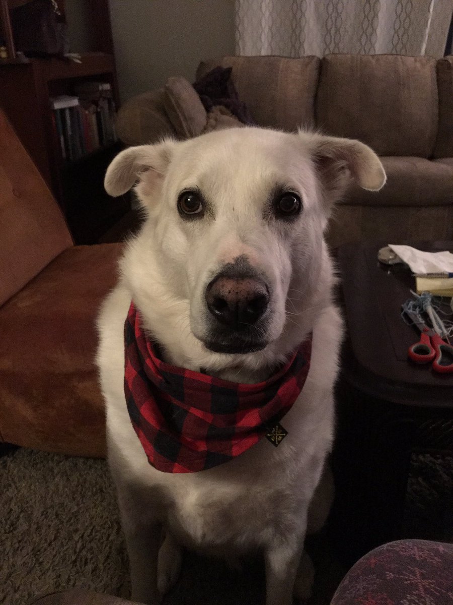 DoggosOfYyc's tweet photo. Why? Why don’t you know what I want? Why must I stand here and whine at you ALL THE TIME??? It’s like you don’t even KNOW me ....
#knowyourdog #lookatme #payattention #hello https://t.co/9gWWaTDHmm