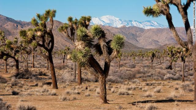 California’s Joshua Tree National Park is the latest casualty of the federal government’s partial shutdown, closing its campgrounds amid health and safety concerns over near-capacity pit toilets cnn.it/2CJ676h