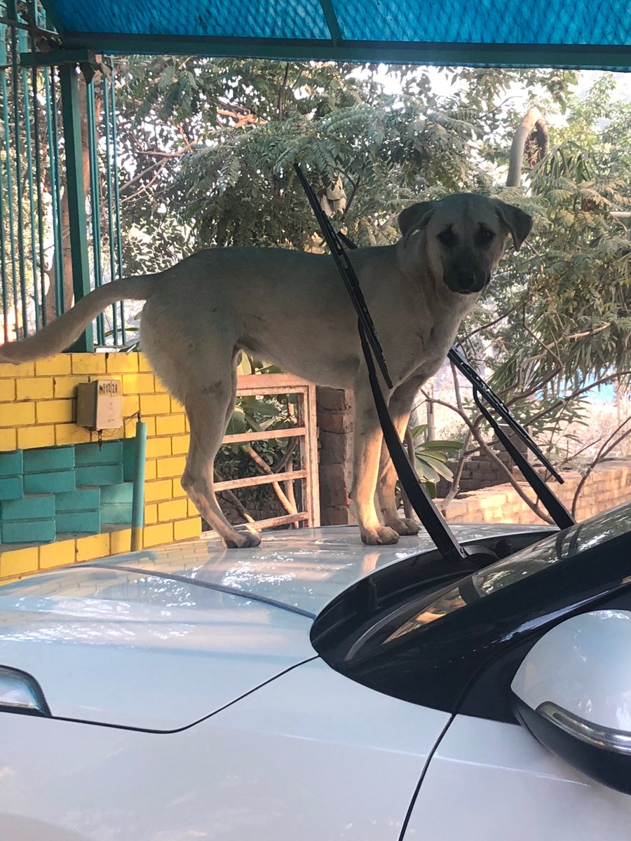 dogtired1's tweet photo. Ye Madam ko gaadi ke upar chadh ke hi sona hota hai..
#Dogsoftwitter #Albeli https://t.co/eKhZpDqkD4