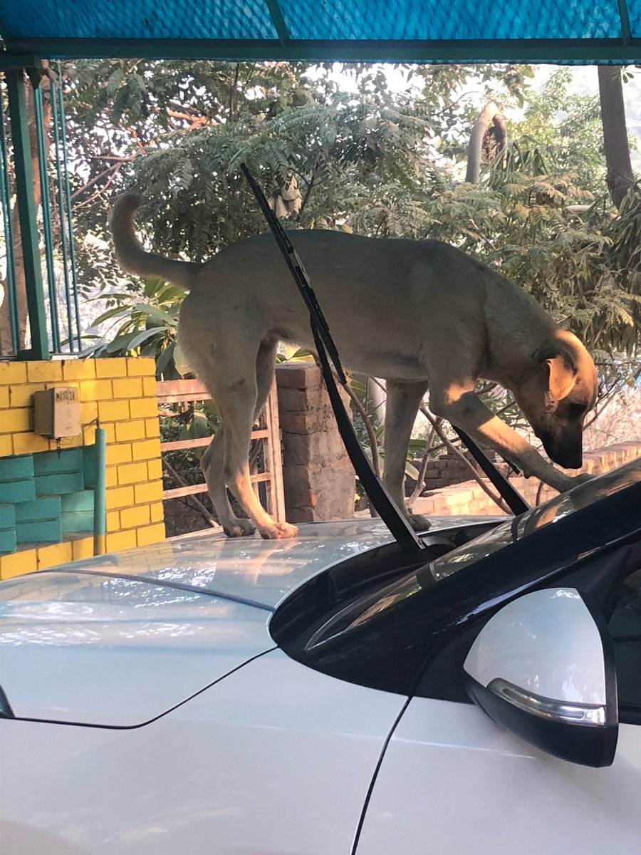 dogtired1's tweet photo. Ye Madam ko gaadi ke upar chadh ke hi sona hota hai..
#Dogsoftwitter #Albeli https://t.co/eKhZpDqkD4