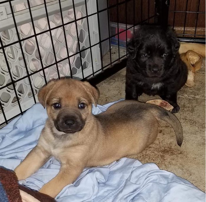 AllDogRescueMN tweet media